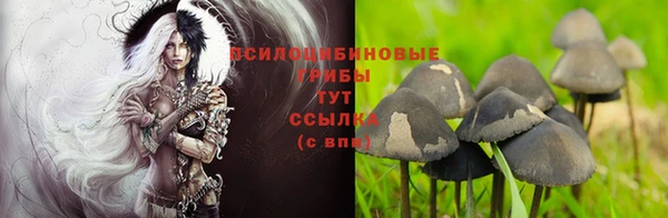 трава Новозыбков